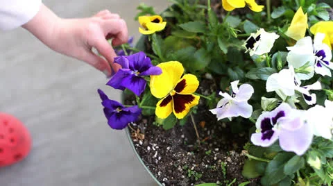 Picking Flowers  Stock Footage 23026100