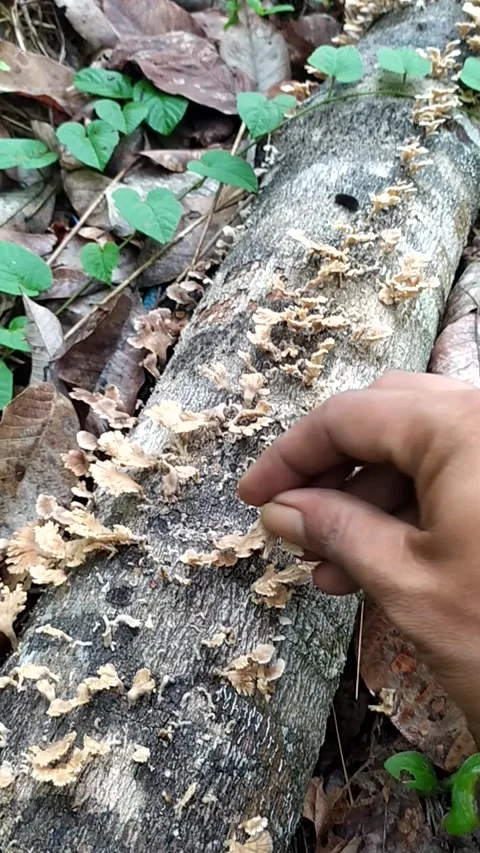 Picking forest mushrooms Stock Footage 276202712