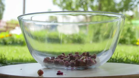 Picking forest strawberries timelapse Stock Footage 135019827