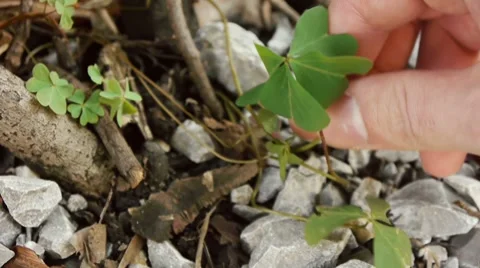Picking Up Four Leaf Clover Stock Footage 8685697