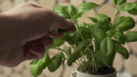 Picking up a fresh basil leaf Stock Footage 145730283