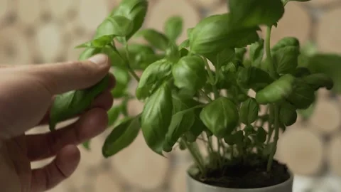 Picking up a fresh basil leaf Stock Footage 145730667