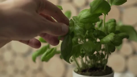 Picking up a fresh basil leaf 스톡 동영상 145730686