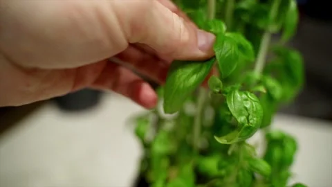 Picking a fresh basil leaf in slow motion Stock Footage 221588126