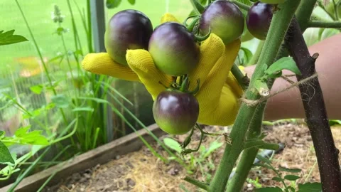 Picking fresh black tomatoes Stock Footage 249693930