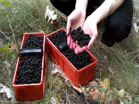 Picking fresh blackberries Stock Footage 80716020