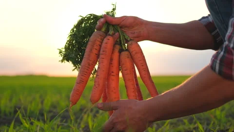 Picking fresh carrots in farmer man hands. Gardener holding fresh organic Stock Footage 139954907