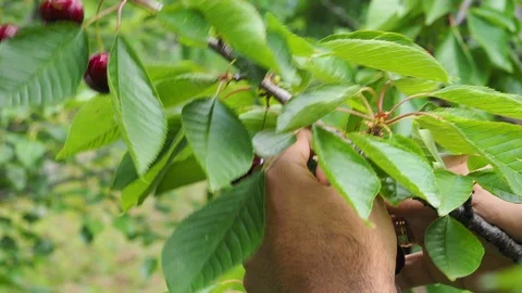 Picking fresh cherries from cherry trees and branches Stock Footage 93589961