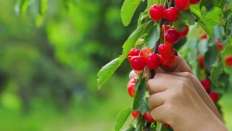 Picking fresh cherries from cherry trees and branches Stock Footage 93591178
