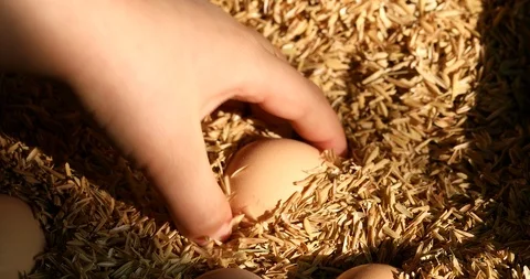 Picking fresh chicken eggs from the nest Vidéo 103372133