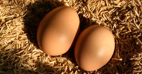 Picking fresh chicken eggs from the nest Vidéo 103373511