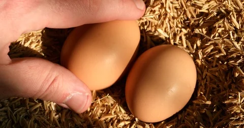 Picking fresh chicken eggs from the nest Vidéo 103373526