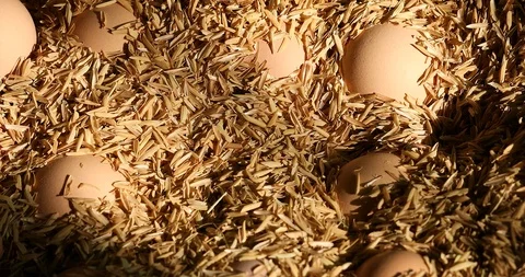 Picking fresh chicken eggs from the nest Stock Footage 103373728