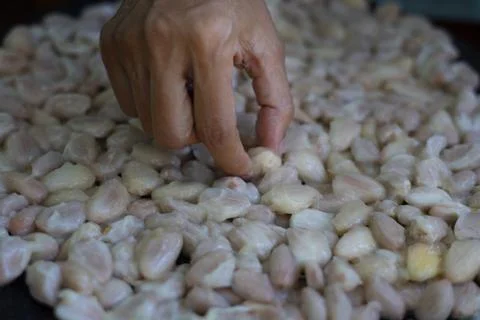 Picking Up Fresh Cocoa Beans With Your Hand Stock Photos
