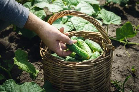 Picking up fresh cucumbers Fotos de archivo
