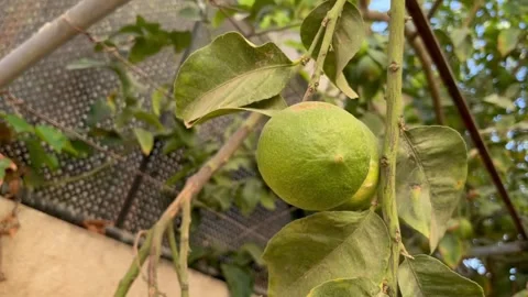 Picking Fresh Green Lemon from Tree Stock Footage 345387806