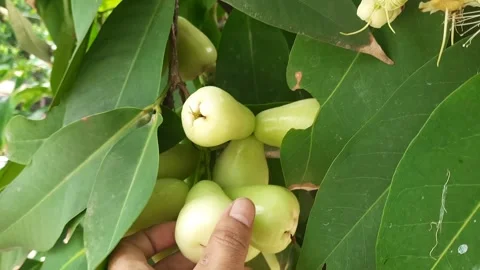 Picking Fresh Green Water Apple from Tree, Hand Harvesting Tropical Wax App.. Stock Footage 337952664