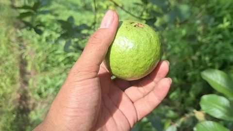 Picking Fresh Guava Fruit from the Tree by Hand Stock Footage 318437153