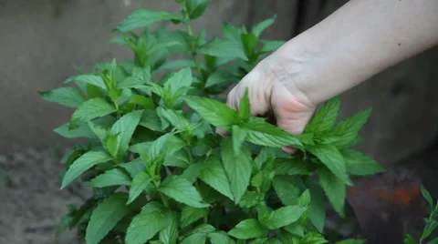 Picking fresh mint, garden, tea, healthy aromatic herb, medicinal plant Stock Footage 39655271