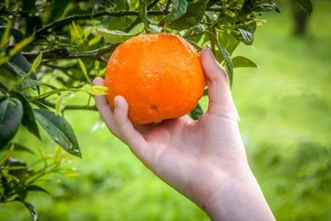 Picking the fresh orange from the tree Stock Photos