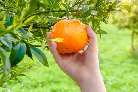 Picking the fresh orange from the tree Stock Photos