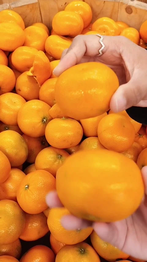 Picking Fresh Oranges Stock Footage 317247686