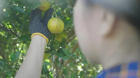 Picking Fresh Oranges from a Tree Stock Footage 314511216