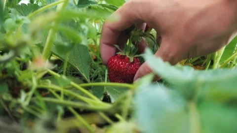 Picking fresh organic red ripe strawberries, harvesting fruit farm strawberry Stock Footage 215608024