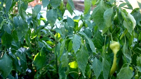 Picking Fresh Pepper Stock Footage 115027630