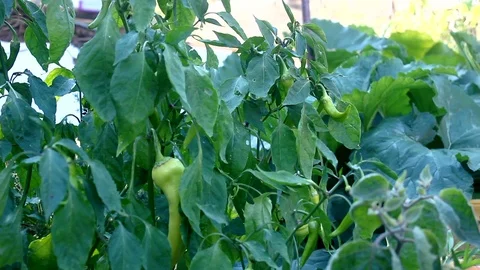 Picking Fresh Pepper Stock Footage 115037441