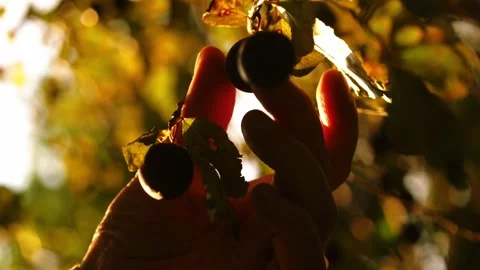 Picking fresh red cherries from tree branches in warm sunshine Stock Footage 317993253
