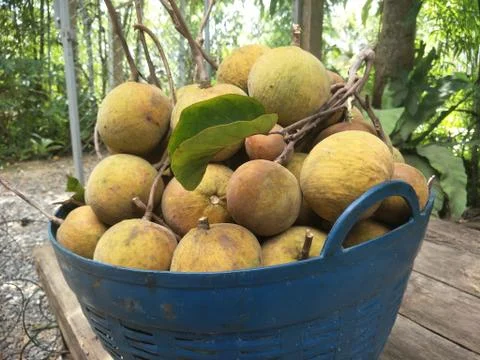 Picking fresh Santol in the garden Stock Photos