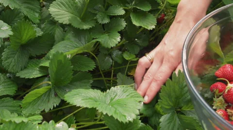 Picking Fresh Strawberries Vídeos de archivo 53273976