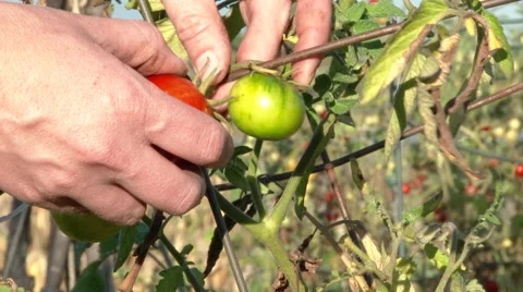 Picking Fresh Tomato Stock Footage 55838684