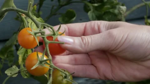 Picking fresh tomatoes Stock Footage 11939721