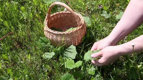 Picking fresh Tussilago farfara, commonly known as coltsfoot. Stock Footage 155155007