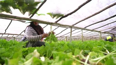 Picking fresh vegetables in the field Stock Footage 209593241