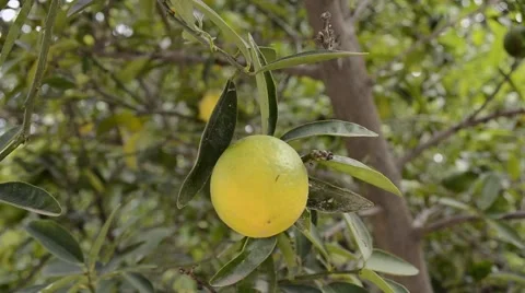 Picking fresh yellow lemon fruit Stock Footage 58588459