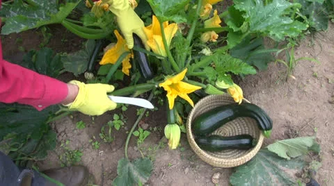 Picking fresh young courgette  and blossoms in garden Stock Footage 25783283