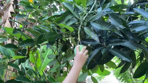 Picking fruit Stock Footage 235514691