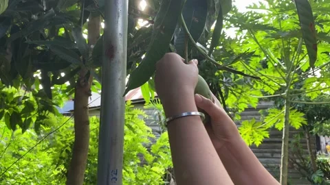 Picking fruit Stock Footage 235514705