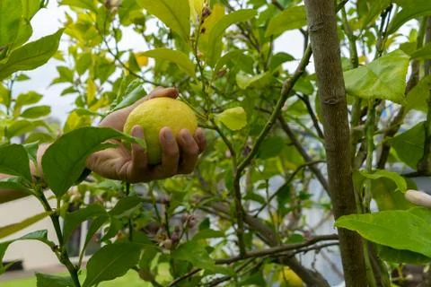 Picking fruit from lemon tree Stock Photos