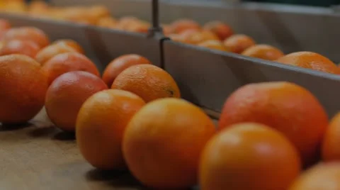 Picking Fruit Orange Details Stock Footage 62892498