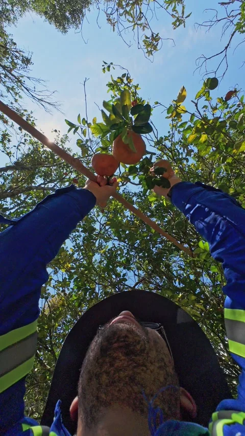 Picking Fruit With Pole in Sunny Day. 動画素材 329528887