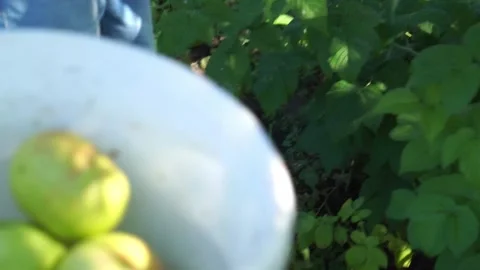 Picking fruits in summer on a garden plot, a family of farmers, a grandfather an Vídeos de archivo 281066209