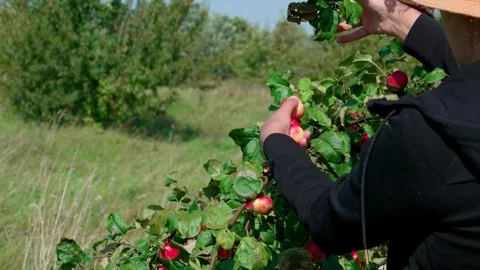 Picking Fuji apples Stock Footage 321538408