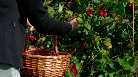 Picking Fuji apples Stock Footage 321538976