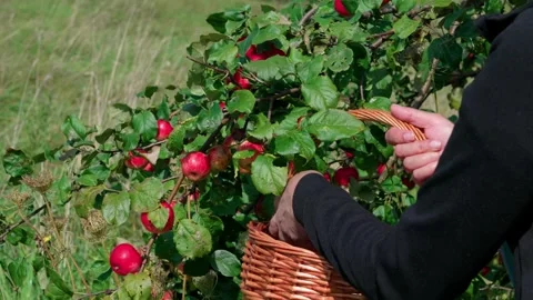 Picking Fuji apples Stock Footage 321539418