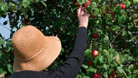 Picking Fuji apples Stock Footage 321539505