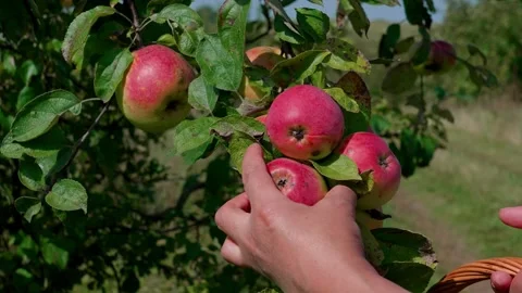 Picking Fuji apples Stock Footage 321539793